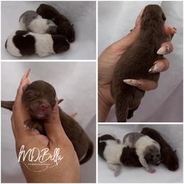 Twinkle AKC - Chocolate and tan female Pomeranian puppy in Houston, Texas from MD Bella Pomeranian