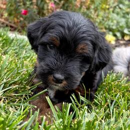Chewie - Phantom male Bernedoodle puppy in Ogden, Utah from Salty Point Doodles