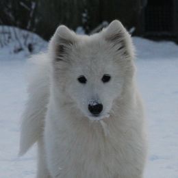 Samoyeds from Koukla Samoyeds