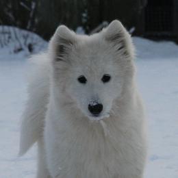 Samoyeds from Koukla Samoyeds