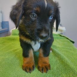 Galaxy - Black tri male Miniature American Shepherd puppy in Ruffin, North Carolina from Valkyrie Adventures