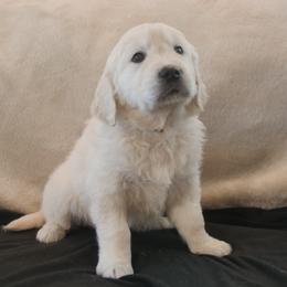 Black Collar - Light golden male Golden Retriever puppy in Roseburg, Oregon from Unbound Goldens