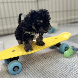Marcie - Black and tan female Yorkipoo puppy in Waldorf, Maryland from Luv My Yorkies, LLC