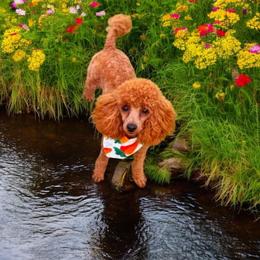 Rosey - Poodle