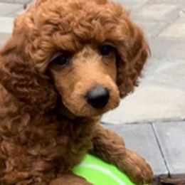 Hercules - Red  Poodle puppy in Fort Salonga, New York from Blues Performance Poodles