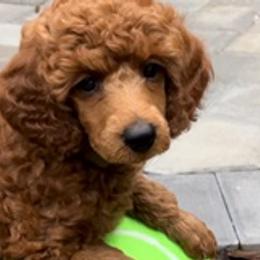 Hercules - Red  Poodle puppy in Fort Salonga, New York from Blues Performance Poodles