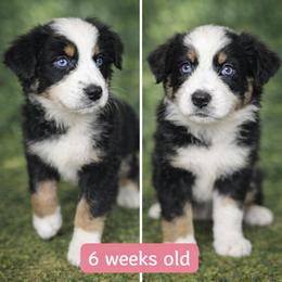 Leia - Black tri-color female Australian Shepherd puppy in Lakeland, Florida from Aussies of Hope LLC
