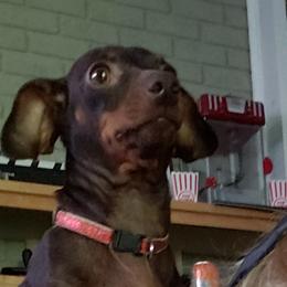 Dorothy - Dachshund