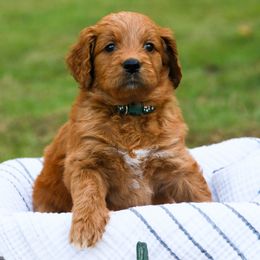 Goldendoodle Puppies from Ellie's Goldendoodles
