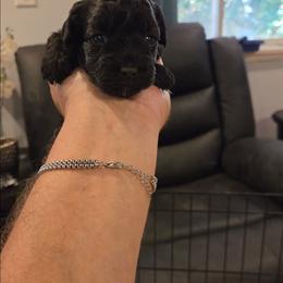 Shadow - Black female Maltipoo puppy in Everett, Washington from Meadows Ranch