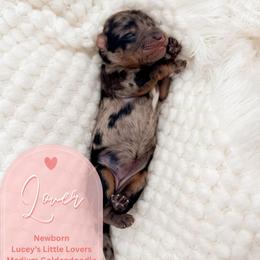 Lover - Merle female Goldendoodle puppy in California City, California from Summer Sun Doodles