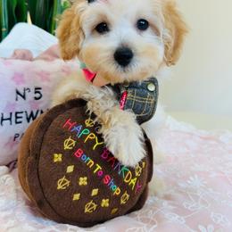 STAR - Champagne female Maltipoo puppy in Sugar Land, Texas from Celebrity Maltipoos