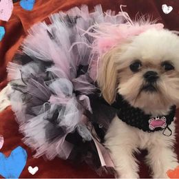 Chloe - Shih Tzu