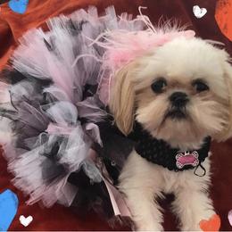 Chloe - Shih Tzu