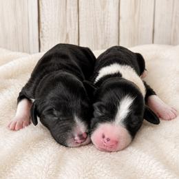 Puppy2 - Black and white male Aussiedoodle puppy in Yucaipa, California from Amazing Aussiedoodle and Double Doodles