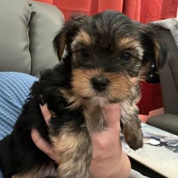 Keke Wyatt - Black and tan female Yorkshire Terrier puppy in Beavercreek, Ohio from The Yorkie Den, LLC