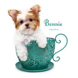 Bonnie - Apricot female Mi-Ki puppy in Elizabeth, Colorado from Royal T Mi-Kis