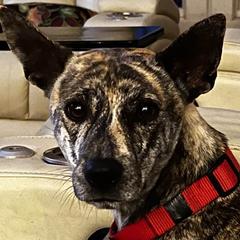 Daisy - Vietnamese Phu Quoc Ridgeback