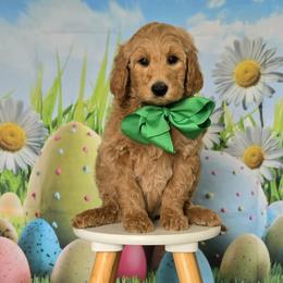 Wimberly's Green boy - Apricot male Goldendoodle puppy in Kountze, Texas from Texas Doodles LLC