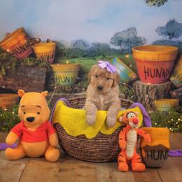 Penne - Dark golden female Golden Retriever puppy in Sierra Vista, Arizona from Golden Borealis