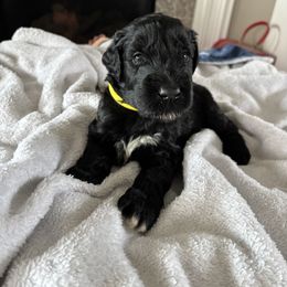Elijah - Black male Giant Schnauzer puppy in Noblesville, Indiana from Stratton House Kennels