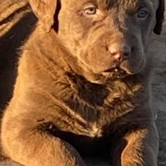 Chesapeake Bay Retriever Puppies from Yellow Town Chesapeake’s