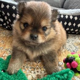 Maple - Red sable female Pomeranian puppy in Raymondville, Missouri from Pampered Pomskies