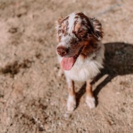 Scarlett - Australian Shepherd
