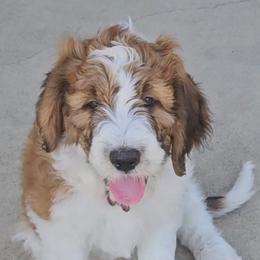 Saint Berdoodle Puppies from Country Manor Saint Berdoodles