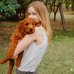 Goldendoodle Puppies from Bows & Ties Doodles