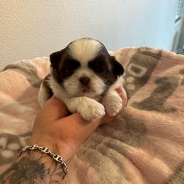 Reese's - Liver and white male Shih Tzu puppy in Hermiston, Oregon from Butterfly Shih Tzu Pups