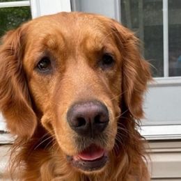 Golden Retrievers from Moore’s Goldens