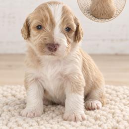Boone - Cream male Aussiedoodle puppy in Hudson, Michigan from Haas Pawz