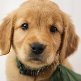 Max - Golden male Golden Retriever puppy in Idaho Falls, Idaho from Brinton Goldens