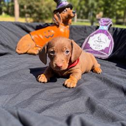 Stitch AKC - 2,500 - Chocolate and tan male Dachshund puppy in Indian Trail, North Carolina from Hilda’s Teenie Weenies