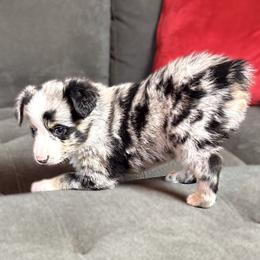 Girl 1 - female Miniature Australian Shepherd puppy in Stockton, Missouri from Kizmit Farmz