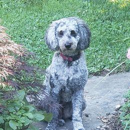 Maggie - Goldendoodle