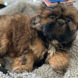 Shih Tzu Puppies from Gems Shih Tzu