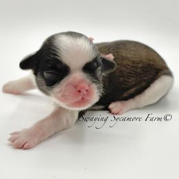 Brindle and White Female - Pink Collar - Brindle and white female Shih Tzu puppy in Crawfordsville, Indiana from Swaying Sycamore Farm