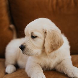 Golden Retriever Puppies from Rosemary Goldens
