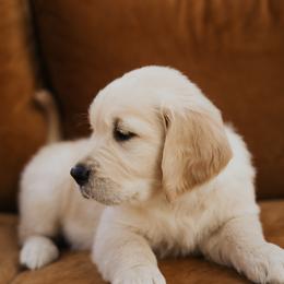 Golden Retriever Puppies from Rosemary Goldens