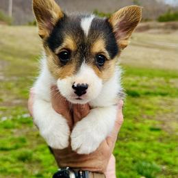 Bear - Black and tan male Pembroke Welsh Corgi puppy in Manchester, Kentucky from Riverside Corgis