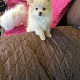 Girl 4 - Cream parti female Pomeranian puppy in Lookout, West Virginia from Ashley Miller's Pomeranians