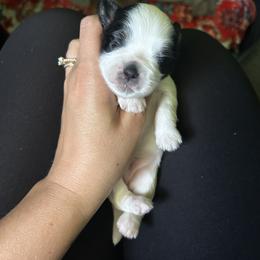 Shih Tzu Puppies from Adam & Eve Pups CT