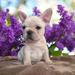 Perfect Cream Frenchie - Cream female French Bulldog puppy in Spanaway, Washington from Beloved Frenchies