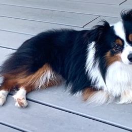 Toy Australian Shepherds from Truemper's Toy Aussies