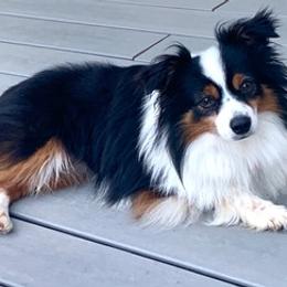 Toy Australian Shepherds from Truemper's Toy Aussies