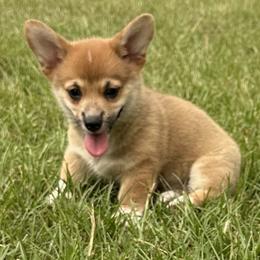 Cupcake - Red female Pembroke Welsh Corgi puppy in Ocala, Florida from Rivermont Farm