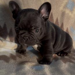 Morton - Black male French Bulldog puppy in Porter, Texas from Whatabulldog