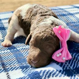 Daisy - Parti female Poodle puppy in Meadowbrook, California from Standard Poodle Pups